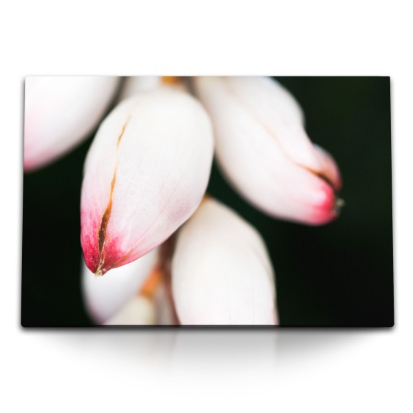 Paul Sinus Art 120x80cm Wandbild auf Leinwand Blumenknospen weiße Blüten schwarzer Hintergrund Fotokunst