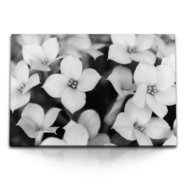 Paul Sinus Art 120x80cm Wandbild auf Leinwand Schwarz Weiß Fotografie Blumen weiße Blüten
