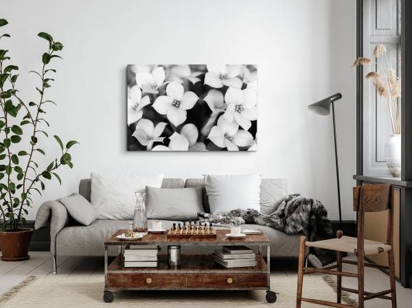 Paul Sinus Art 120x80cm Wandbild auf Leinwand Schwarz Weiß Fotografie Blumen weiße Blüten Begrenztes Angebot