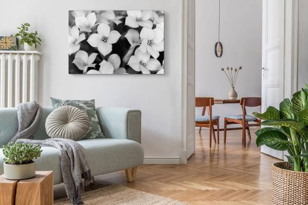 Paul Sinus Art 120x80cm Wandbild auf Leinwand Schwarz Weiß Fotografie Blumen weiße Blüten Begrenztes Angebot