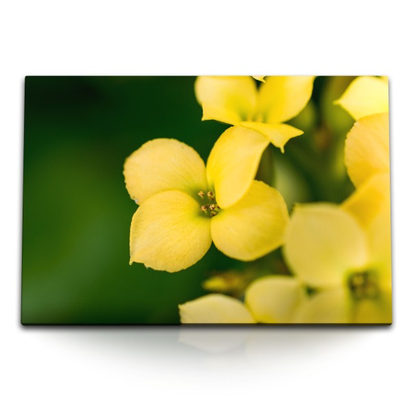 Paul Sinus Art 120x80cm Wandbild auf Leinwand Gelbe Blumen Blüten Grün Natur Fotokunst