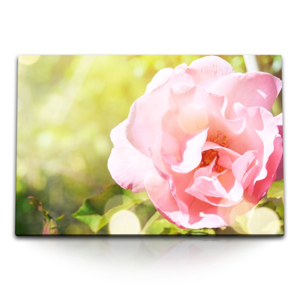 Paul Sinus Art 120x80cm Wandbild auf Leinwand Rosa Blume Sommer Natur Blüte Grün Sonnenschein
