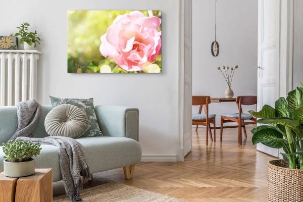 Paul Sinus Art 120x80cm Wandbild auf Leinwand Rosa Blume Sommer Natur Blüte Grün Sonnenschein Weihnachtsangebot