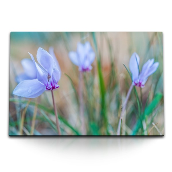 Paul Sinus Art 120x80cm Wandbild auf Leinwand Blaue Feldblumen Wildblumen Blumen Natur Frühling