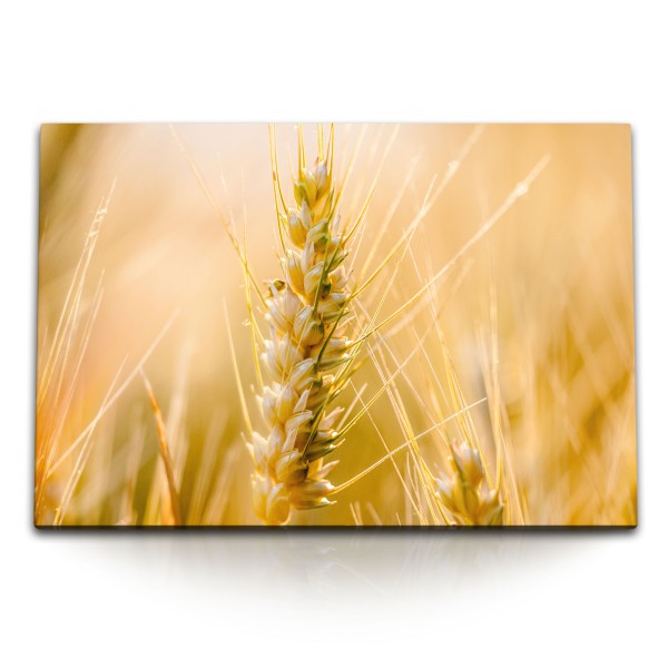 Paul Sinus Art 120x80cm Wandbild auf Leinwand Weizen Getreide Sommer Feld Natur Makro