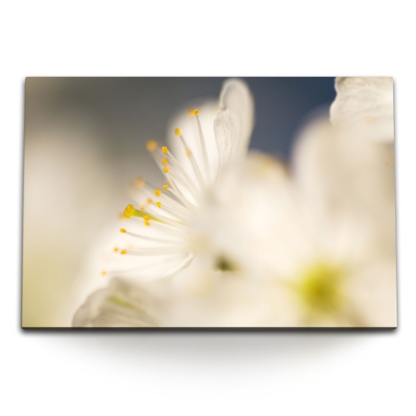 Paul Sinus Art 120x80cm Wandbild auf Leinwand Makrofotografie weiße Blumen Blüten Kunstvoll