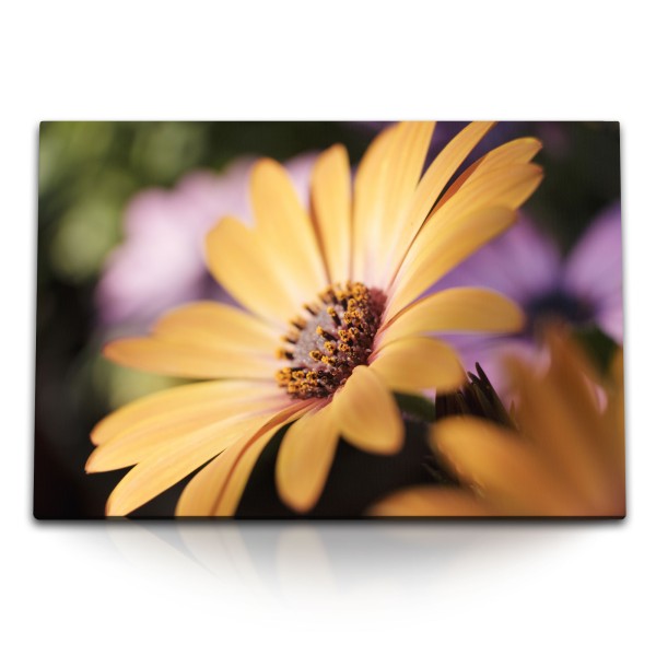 Paul Sinus Art 120x80cm Wandbild auf Leinwand Frühling gelbe Blume Blüte Nahaufnahme