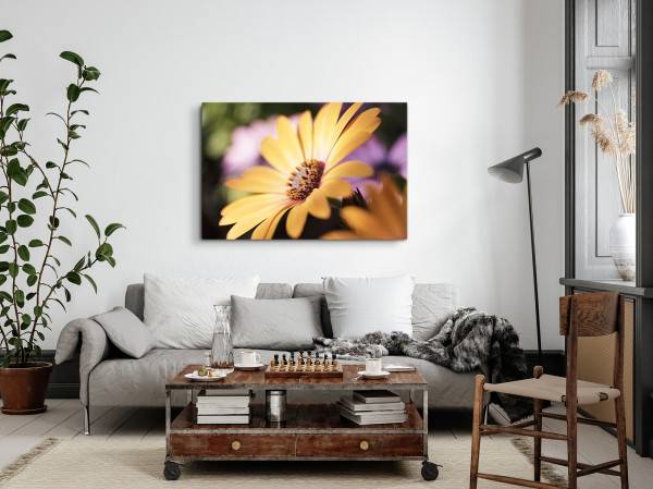 Paul Sinus Art 120x80cm Wandbild auf Leinwand Frühling gelbe Blume Blüte Nahaufnahme Große Rabatte