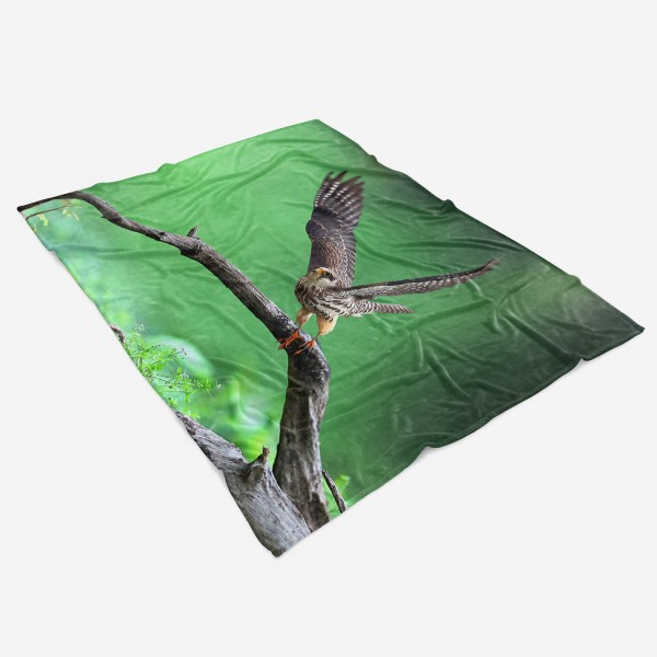 Paul Sinus Art Handtuch Strandhandtuch Saunatuch Kuscheldecke mit Tiermotiv Falke Greifvogel N Muttertagsangebot