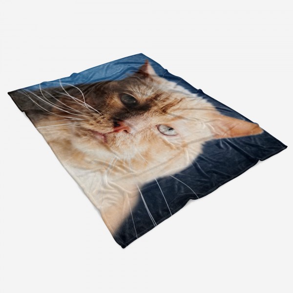 Paul Sinus Art Handtuch Strandhandtuch Saunatuch Kuscheldecke mit Tiermotiv Katze schaut Böse Riesige Rabatte
