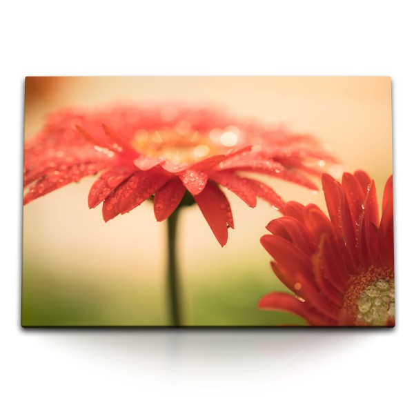 Paul Sinus Art 120x80cm Wandbild auf Leinwand Gerbera Blumen Blüten Rot Wassertropfen Kunstvoll