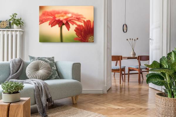 Paul Sinus Art 120x80cm Wandbild auf Leinwand Gerbera Blumen Blüten Rot Wassertropfen Kunstvoll Tägliche Deals