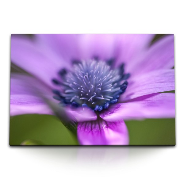 Paul Sinus Art 120x80cm Wandbild auf Leinwand Blume Blüte Violett Nahaufnahme Kunstvoll Natur