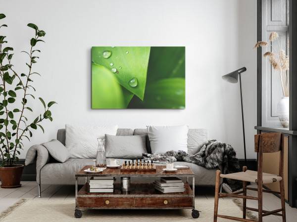 Paul Sinus Art 120x80cm Wandbild auf Leinwand Makrofotografie grüne Pflanze Natur Wassertropfen Regentropfen Neueste Stile