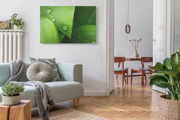 Paul Sinus Art 120x80cm Wandbild auf Leinwand Makrofotografie grüne Pflanze Natur Wassertropfen Regentropfen Neueste Stile