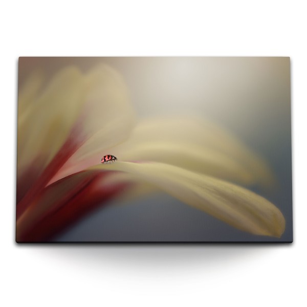 Paul Sinus Art 120x80cm Wandbild auf Leinwand Marienkäfer Makrofotografie Blume Blüte Kunstvoll