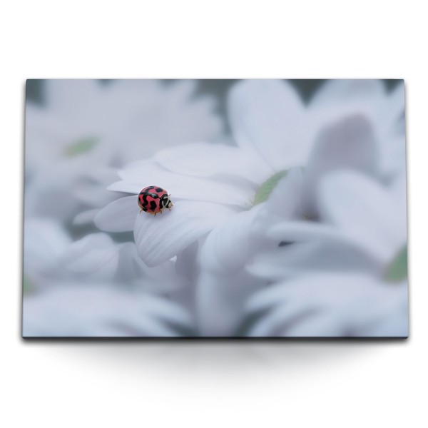 Paul Sinus Art 120x80cm Wandbild auf Leinwand Weiße Blumen Blüten Marienkäfer Makrofotografie Letzter Tag