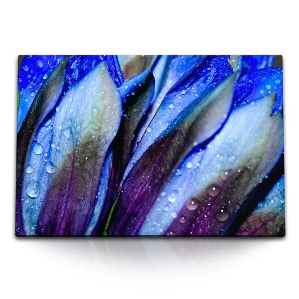 Paul Sinus Art 120x80cm Wandbild auf Leinwand Makrofotografie Blumen Blüten Regentropfen Blau