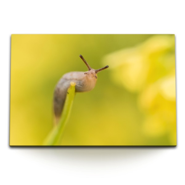 Paul Sinus Art 120x80cm Wandbild auf Leinwand Schnecke Nacktschnecke Nahaufnahme Gelb Natur