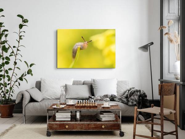 Paul Sinus Art 120x80cm Wandbild auf Leinwand Schnecke Nacktschnecke Nahaufnahme Gelb Natur Bis zu 65% Rabatt