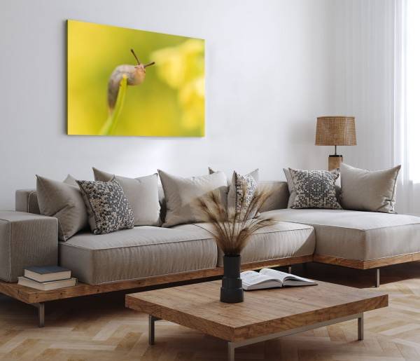 Paul Sinus Art 120x80cm Wandbild auf Leinwand Schnecke Nacktschnecke Nahaufnahme Gelb Natur Bis zu 65% Rabatt