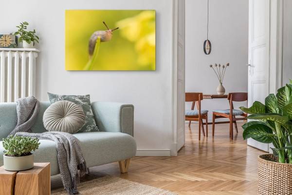 Paul Sinus Art 120x80cm Wandbild auf Leinwand Schnecke Nacktschnecke Nahaufnahme Gelb Natur Bis zu 65% Rabatt