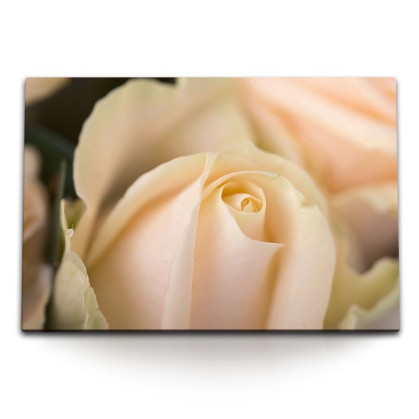 Paul Sinus Art 120x80cm Wandbild auf Leinwand Weiße Rose Rosenblüte Makro Fotokunst Blume