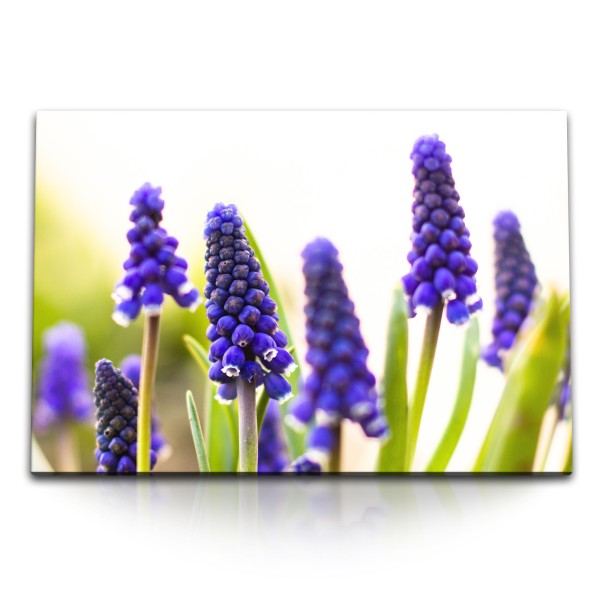Paul Sinus Art 120x80cm Wandbild auf Leinwand Lavendel Nahaufnahme Violett Natur Grün
