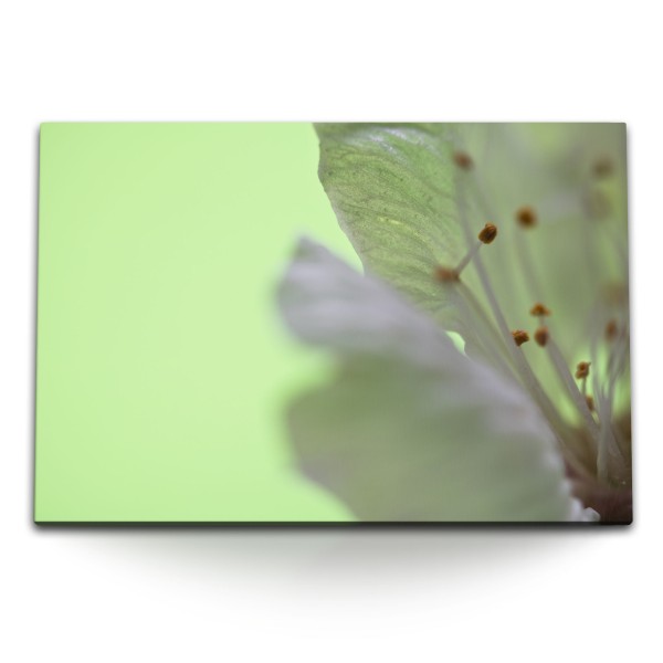 Paul Sinus Art 120x80cm Wandbild auf Leinwand Nahaufnahme Fotokunst Blume Blüte Grün