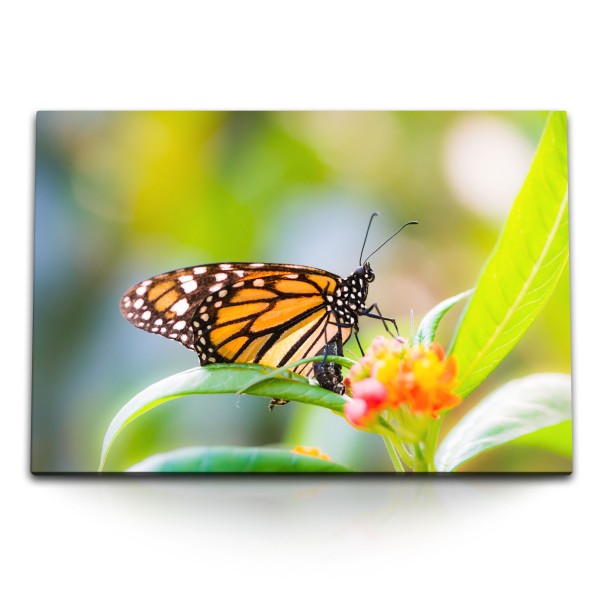 Paul Sinus Art 120x80cm Wandbild auf Leinwand Nahaufnahme Schmetterling Sommer Blume