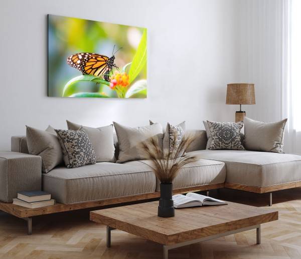 Paul Sinus Art 120x80cm Wandbild auf Leinwand Nahaufnahme Schmetterling Sommer Blume Clearance-Verkauf