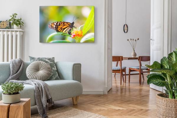Paul Sinus Art 120x80cm Wandbild auf Leinwand Nahaufnahme Schmetterling Sommer Blume Clearance-Verkauf
