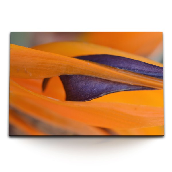 Paul Sinus Art 120x80cm Wandbild auf Leinwand Exotische Blume Nahaufnahme Orange Dekorativ