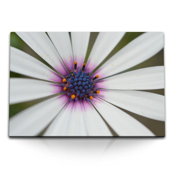 Paul Sinus Art 120x80cm Wandbild auf Leinwand Weiße Blume Blüte Makrofotografie Kunstvoll