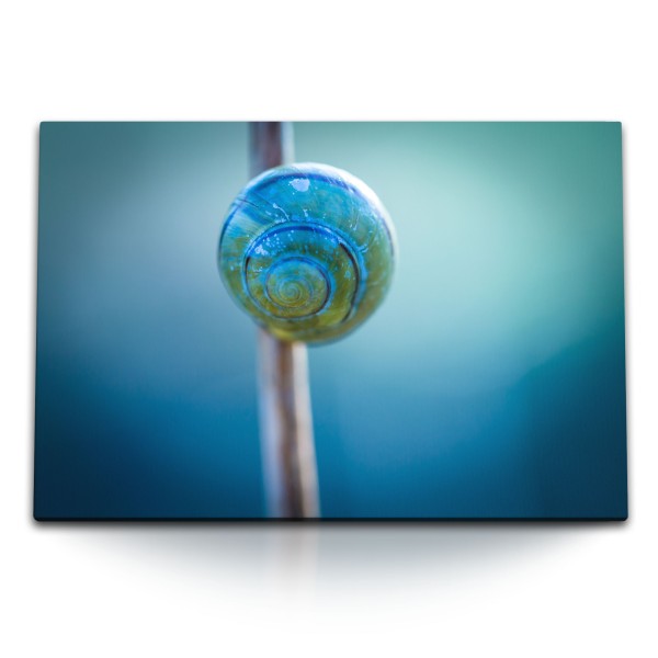 Paul Sinus Art 120x80cm Wandbild auf Leinwand Schneckenhaus Blau Makrofotografie Kunstvoll Natur