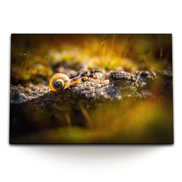 Paul Sinus Art 120x80cm Wandbild auf Leinwand Schnecke Fotokunst Makro Natur Tierfotografie