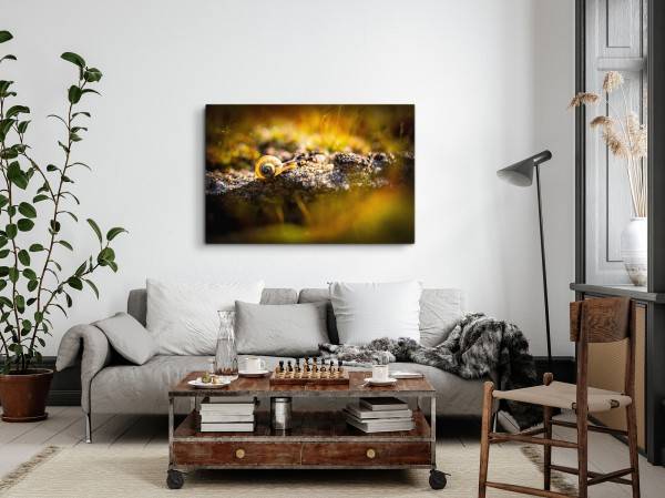 Paul Sinus Art 120x80cm Wandbild auf Leinwand Schnecke Fotokunst Makro Natur Tierfotografie Black Friday Preise