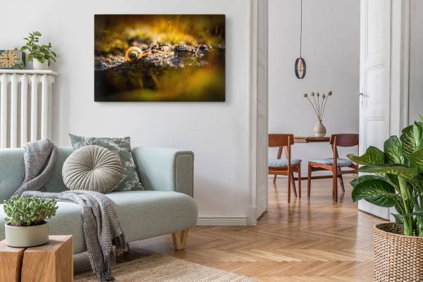 Paul Sinus Art 120x80cm Wandbild auf Leinwand Schnecke Fotokunst Makro Natur Tierfotografie Black Friday Preise