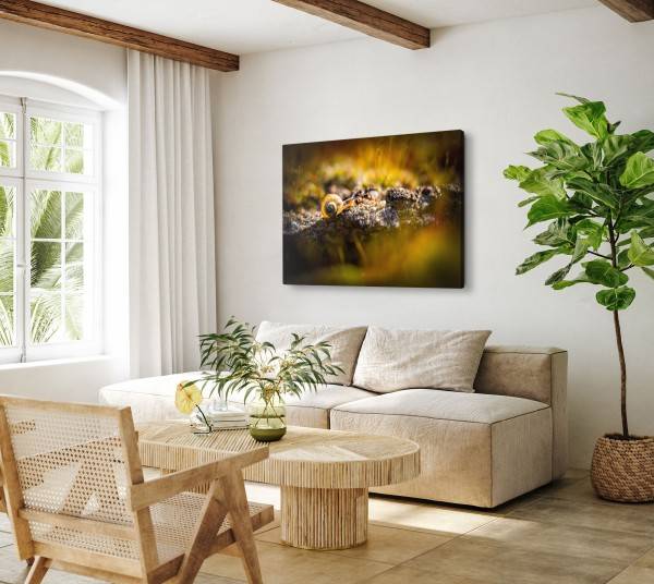 Paul Sinus Art 120x80cm Wandbild auf Leinwand Schnecke Fotokunst Makro Natur Tierfotografie Black Friday Preise