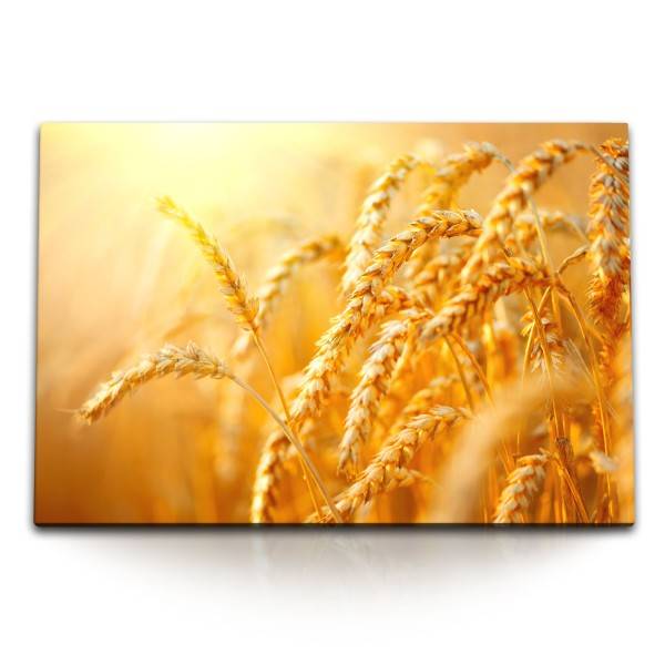 Paul Sinus Art 120x80cm Wandbild auf Leinwand Sonnenschein Weizen Natur Sommer Weizenhalme