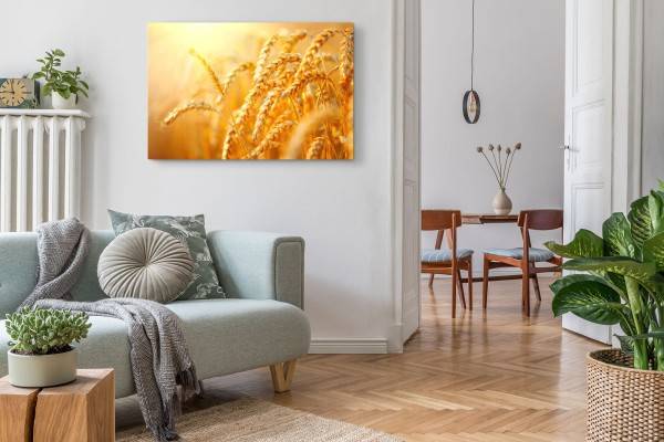 Paul Sinus Art 120x80cm Wandbild auf Leinwand Sonnenschein Weizen Natur Sommer Weizenhalme 50% Rabatt für begrenzte Zeit