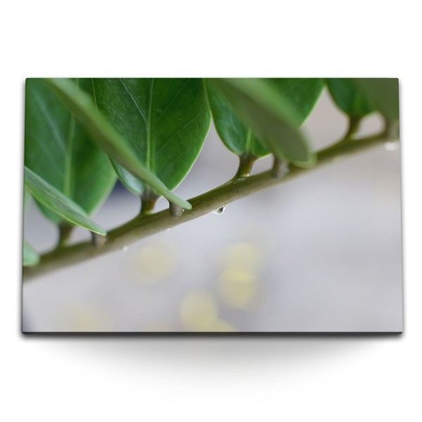 Paul Sinus Art 120x80cm Wandbild auf Leinwand Zimmerpflanze Nahaufnahme Grün Natur Pflanze
