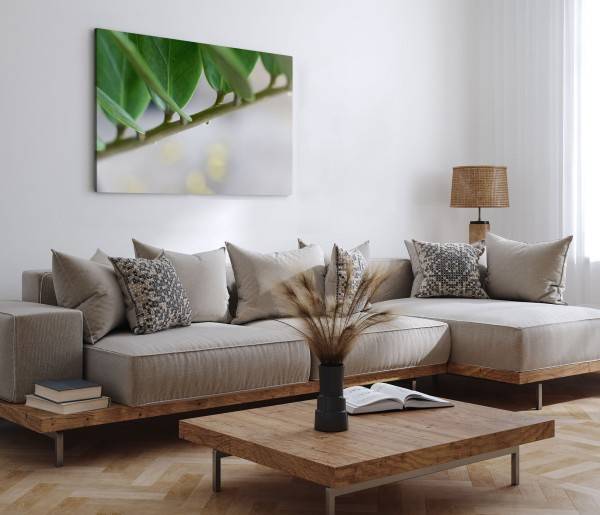 Paul Sinus Art 120x80cm Wandbild auf Leinwand Zimmerpflanze Nahaufnahme Grün Natur Pflanze Online