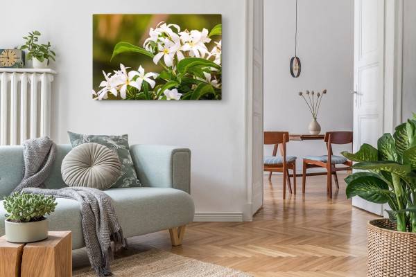 Paul Sinus Art 120x80cm Wandbild auf Leinwand Weiße Blumen Blüten Sommer Grün Natur Günstiger Verkauf