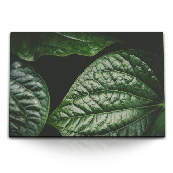 Paul Sinus Art 120x80cm Wandbild auf Leinwand Grüne Pflanzenblätter Natur Dunkel Kunstvoll