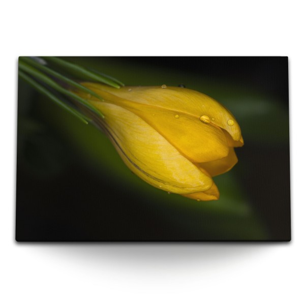 Paul Sinus Art 120x80cm Wandbild auf Leinwand Gelbe Blume Makrofotografie Natur Regentropfen Grün