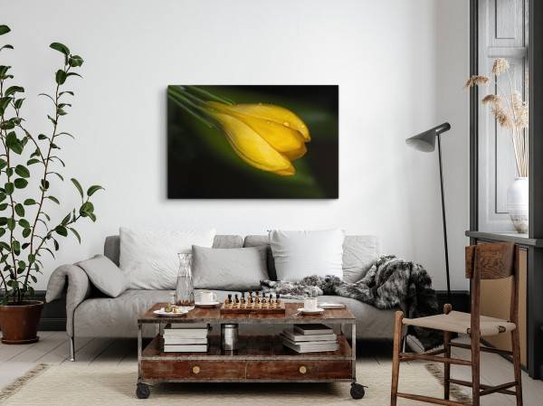 Paul Sinus Art 120x80cm Wandbild auf Leinwand Gelbe Blume Makrofotografie Natur Regentropfen Grün Blitzverkäufe