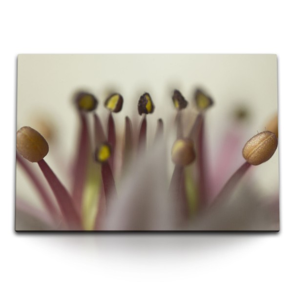 Paul Sinus Art 120x80cm Wandbild auf Leinwand Makrofotografie Blume Blüte Kunstvoll Fotokunst