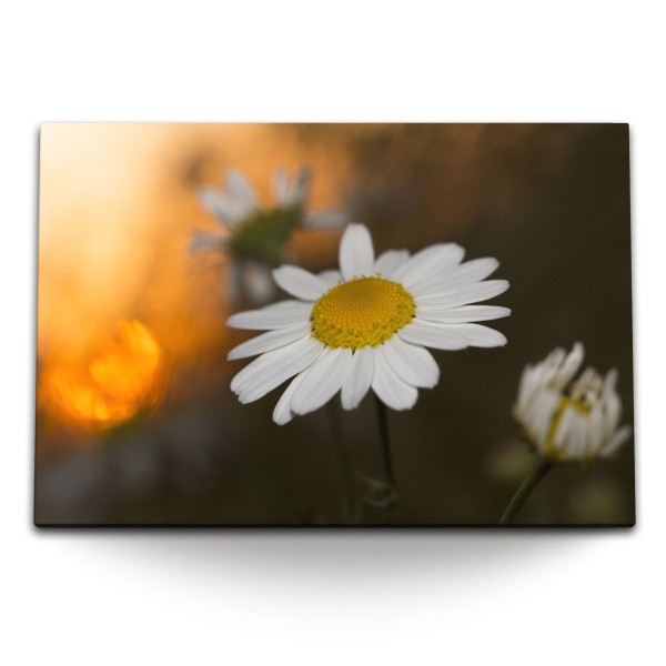Paul Sinus Art 120x80cm Wandbild auf Leinwand Gänseblümchen weiße Blume Sommer Natur