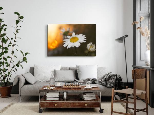 Paul Sinus Art 120x80cm Wandbild auf Leinwand Gänseblümchen weiße Blume Sommer Natur Limitierter Zeitrabatt